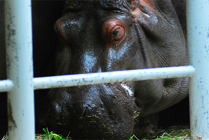ueno zoo hippopotamus